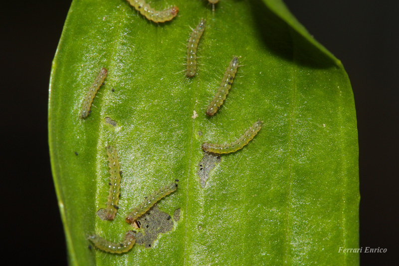 Aiuto per ID : Diaphora mendica ♀ + uova